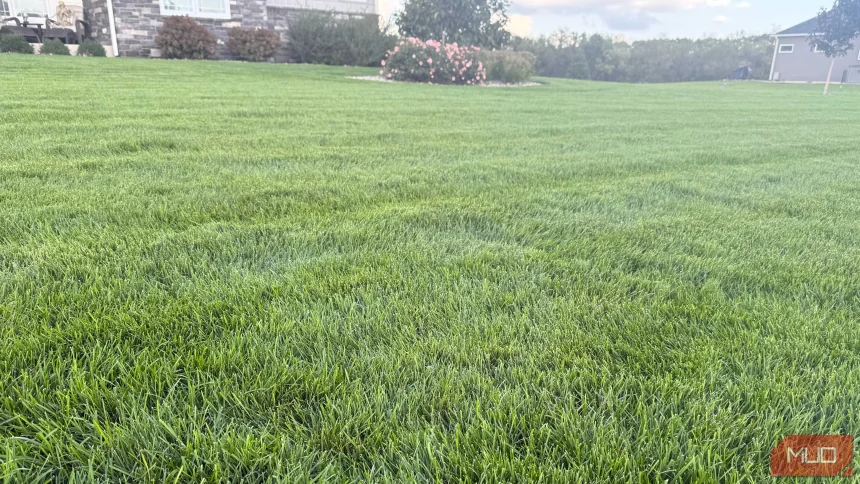 This simple lawn routine finally made my yard go green